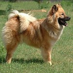 Eurasier